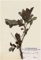 藏品(赤血仔)的圖片